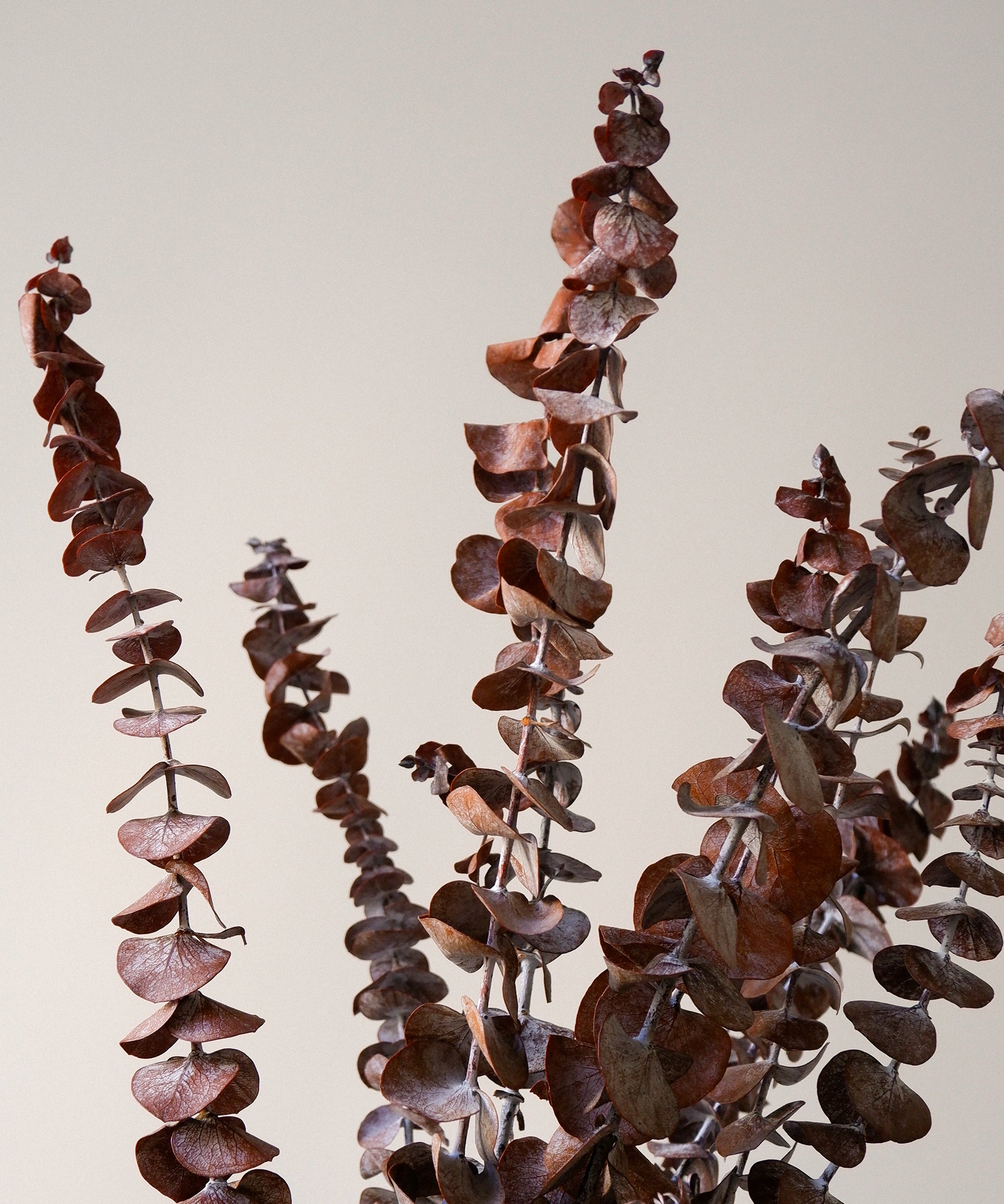 Preserved Baby Eucalyptus Bouquet