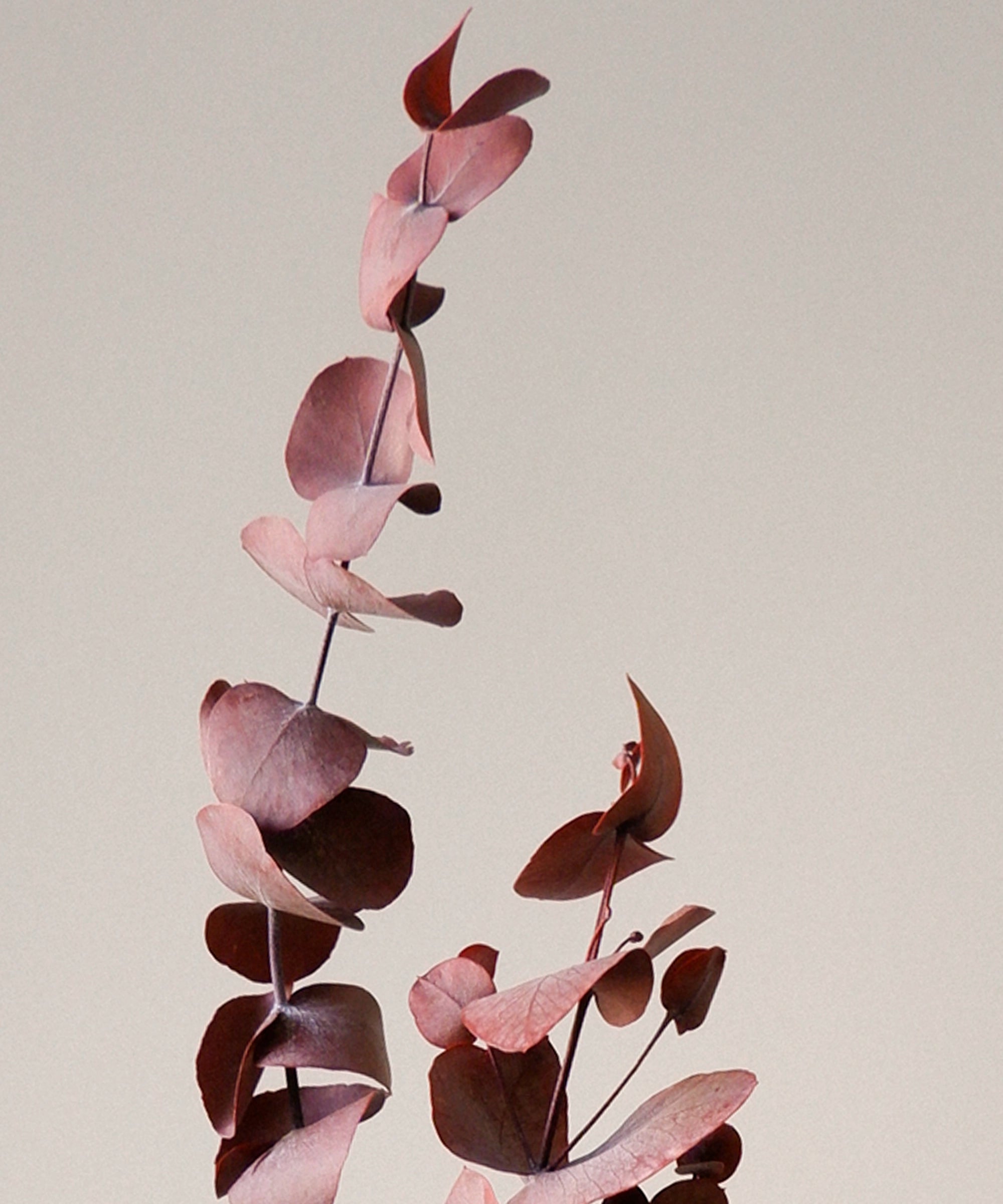 Preserved Eucalyptus Bouquet Essential