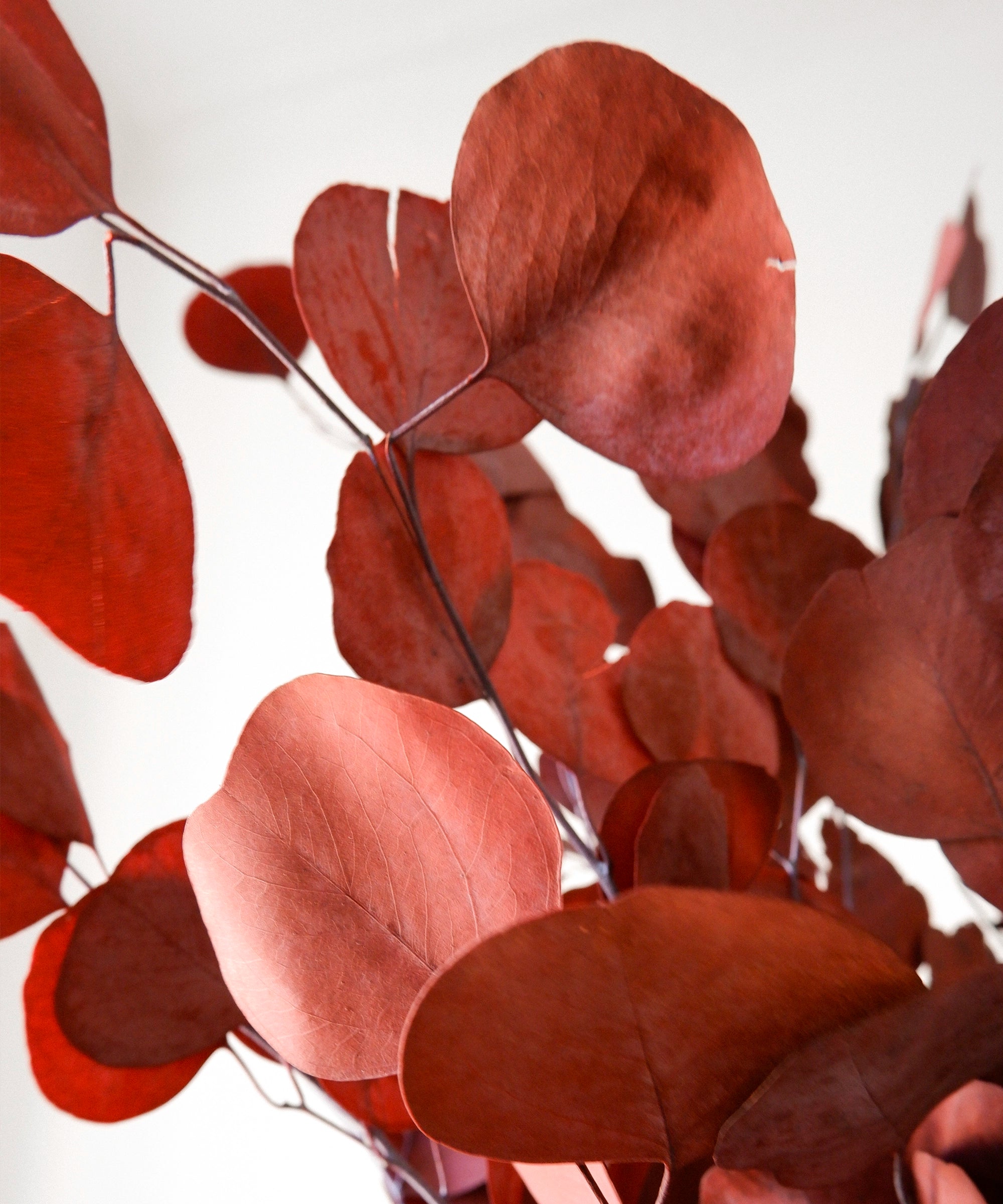 Preserved Eucalyptus Bouquet Round