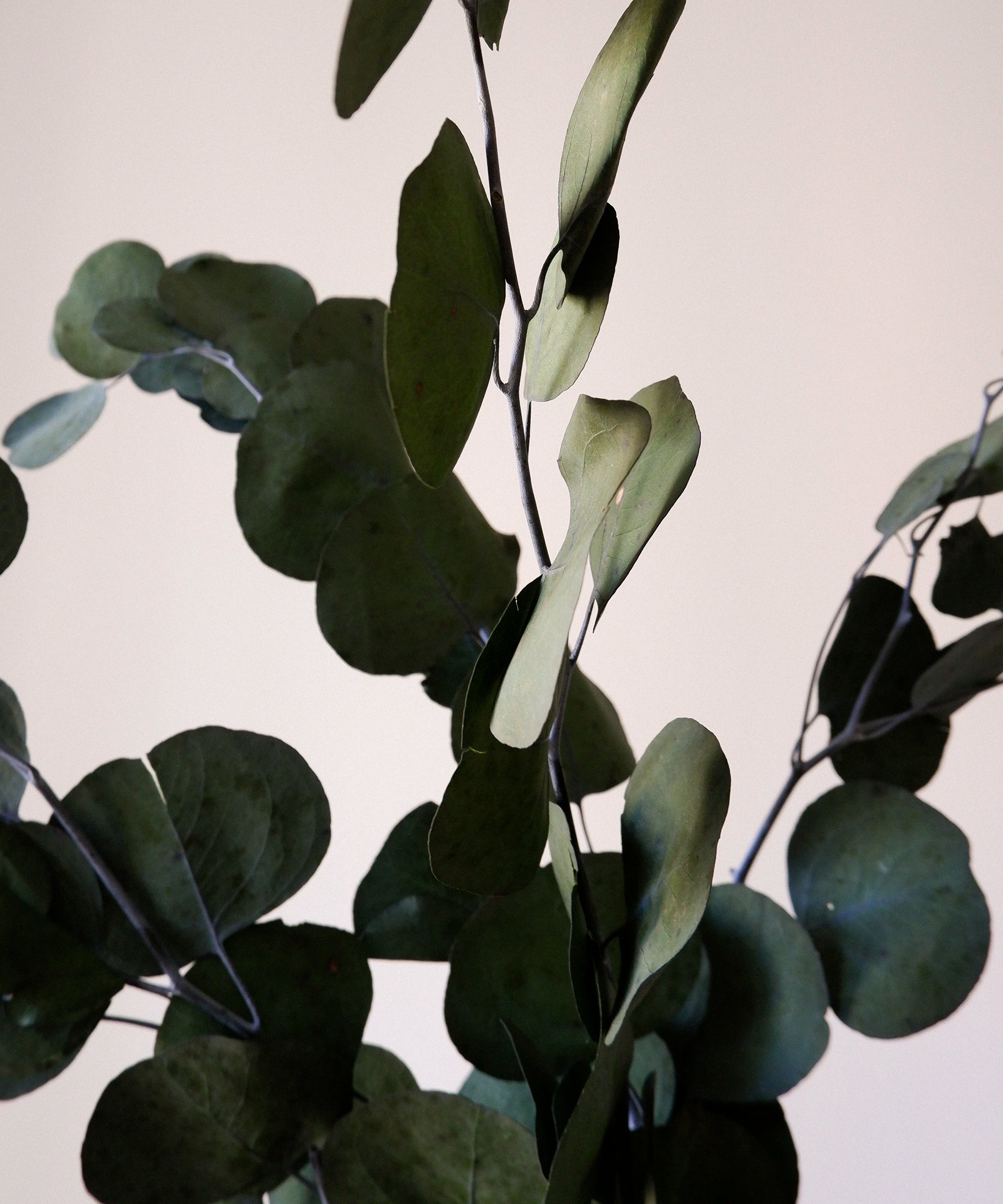 Preserved Eucalyptus Bouquet Round