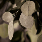 detalle ramas eucalipto preservado verde round