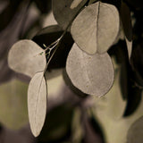 detalle ramas eucalipto preservado verde round