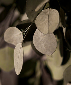 detalle ramas eucalipto preservado verde round
