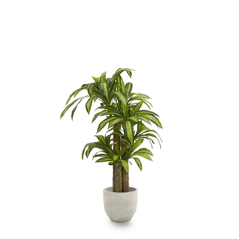 dracena 150