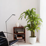 dracena artificial 150 cm