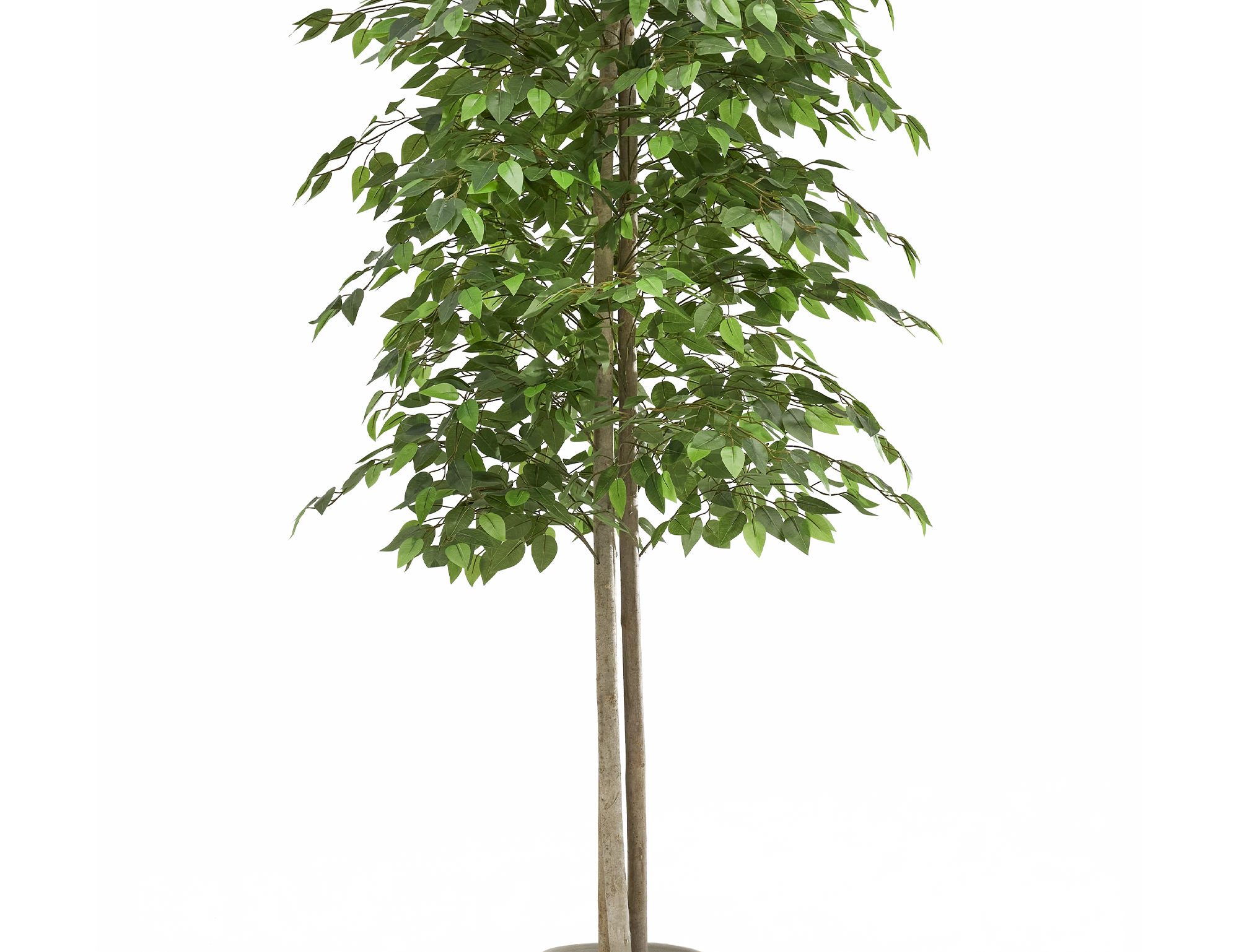 ficus artificial 150 maia shop