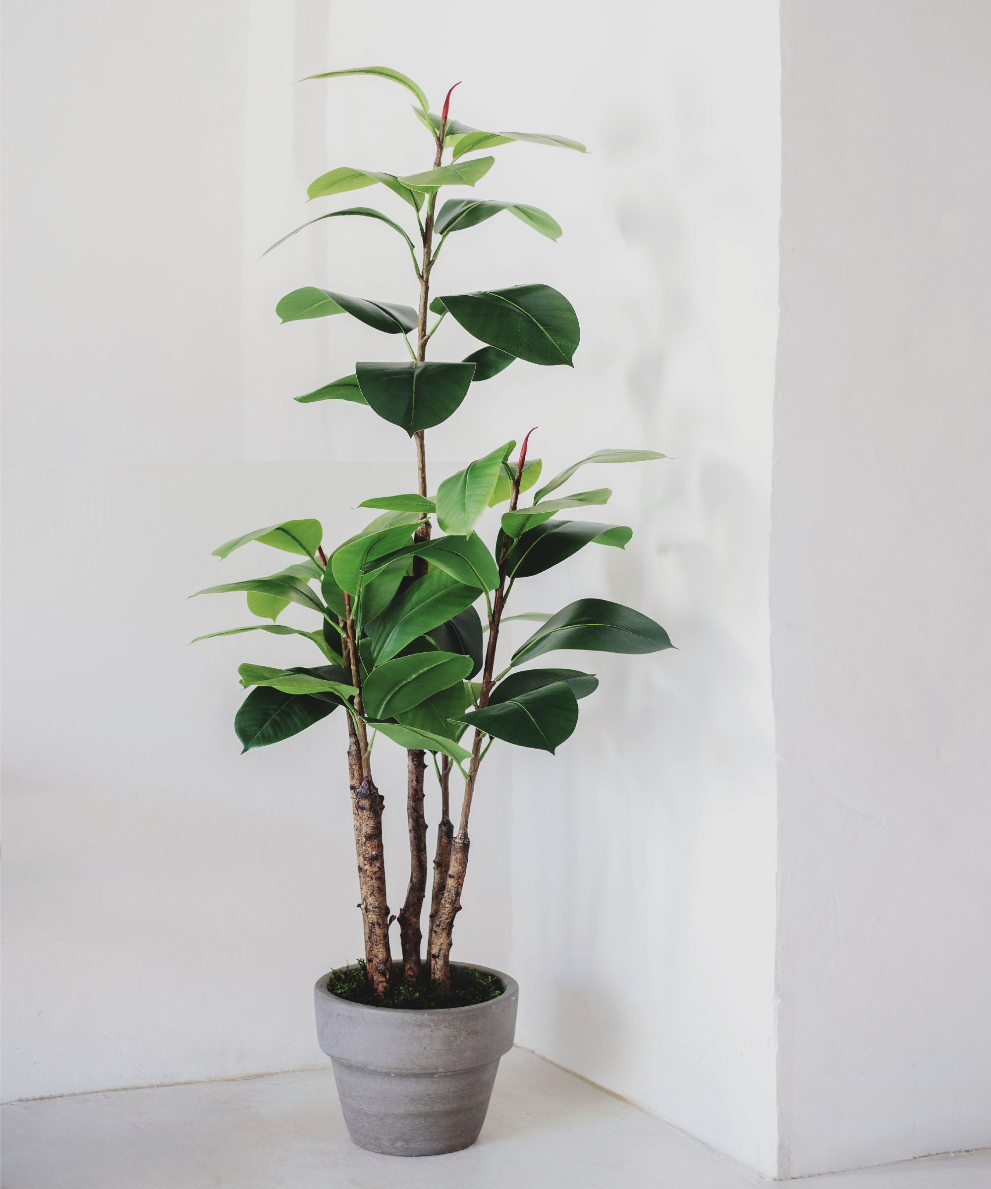 ficus elastica 150