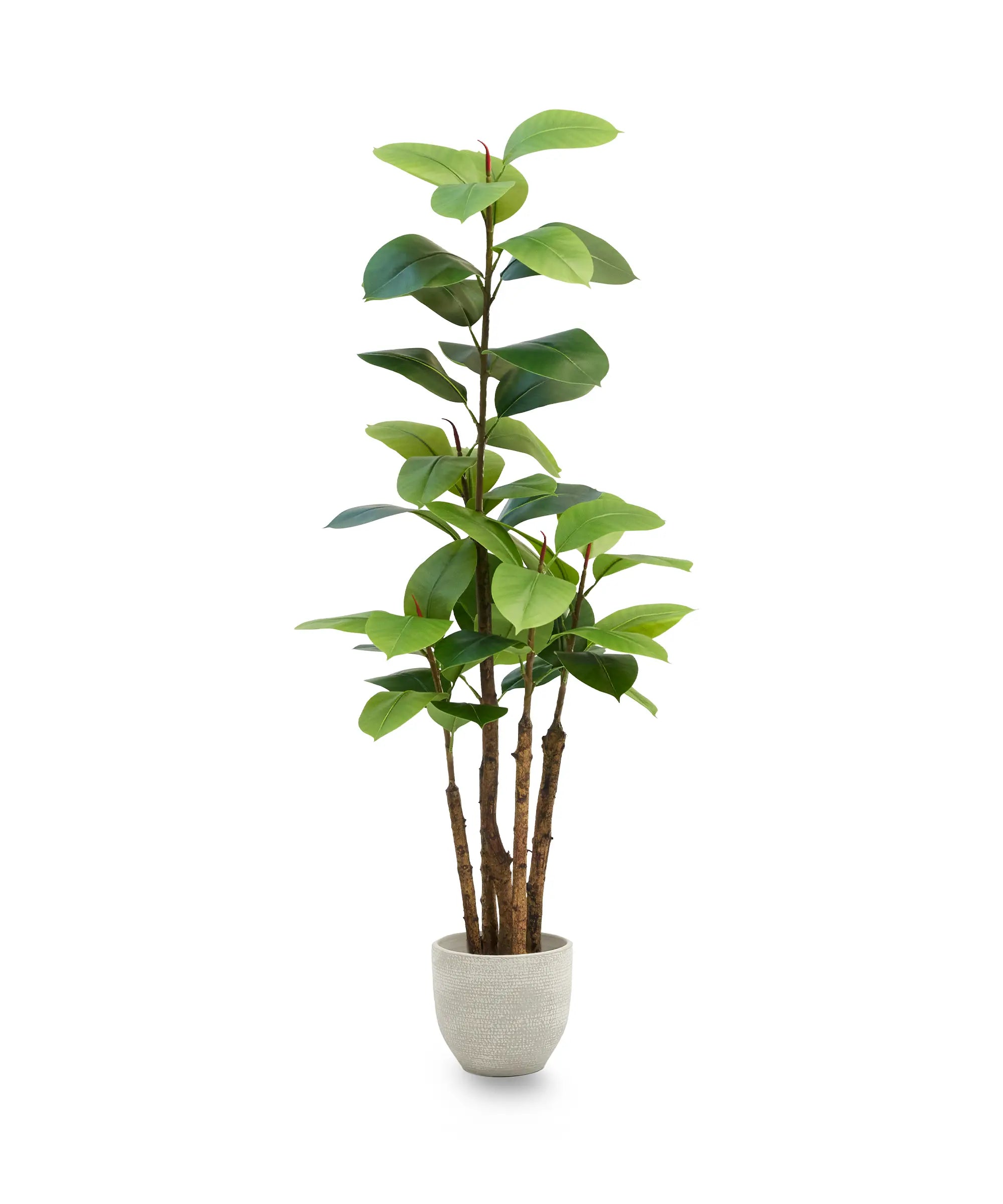 ficus elastica 150 MAIA SHOP PNG