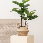 ficus elastica 90