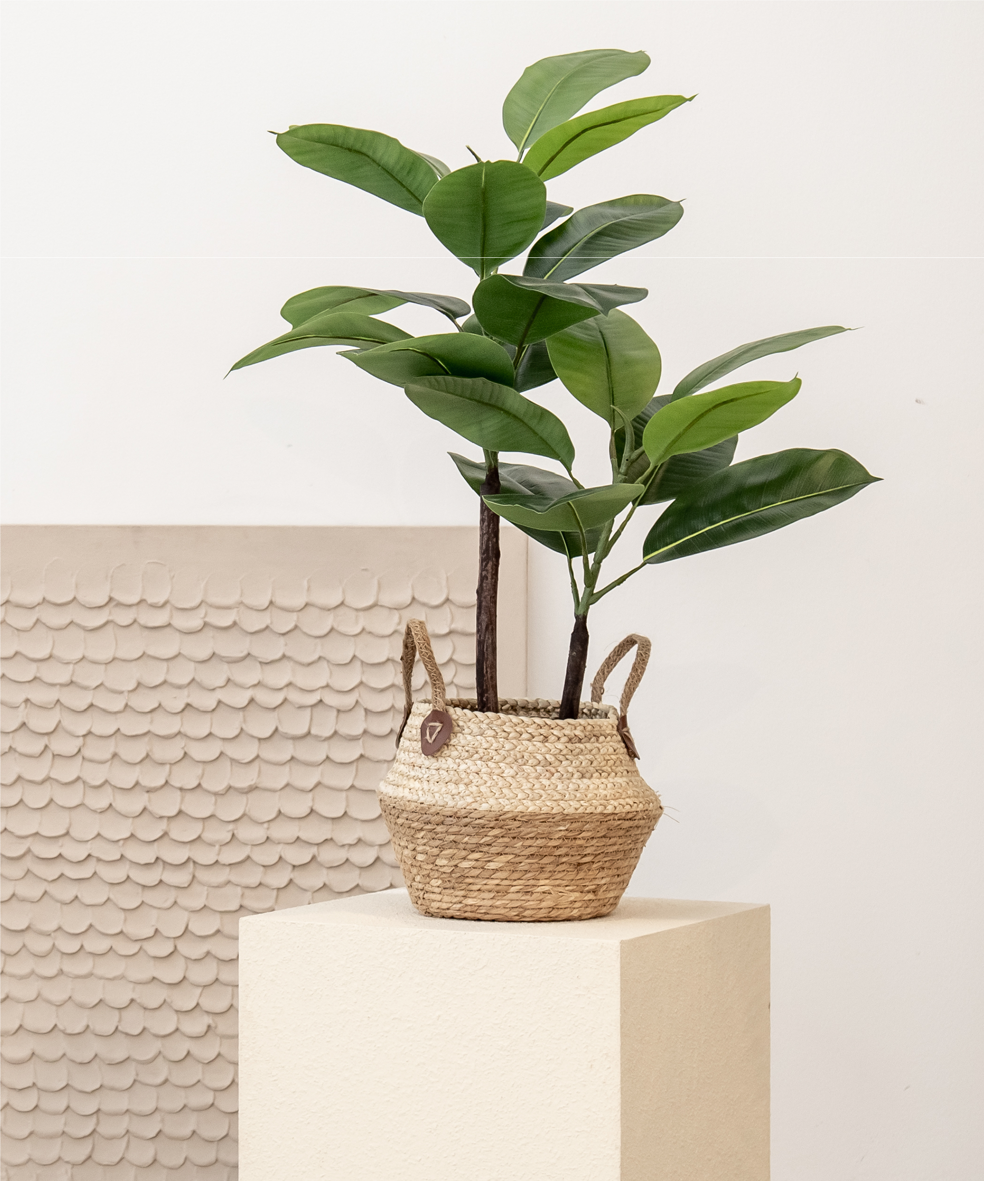 ficus elastica 90
