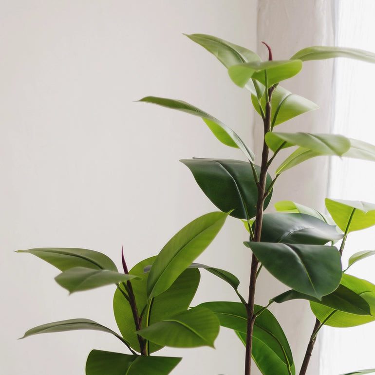 ficus elastica detalle hojas