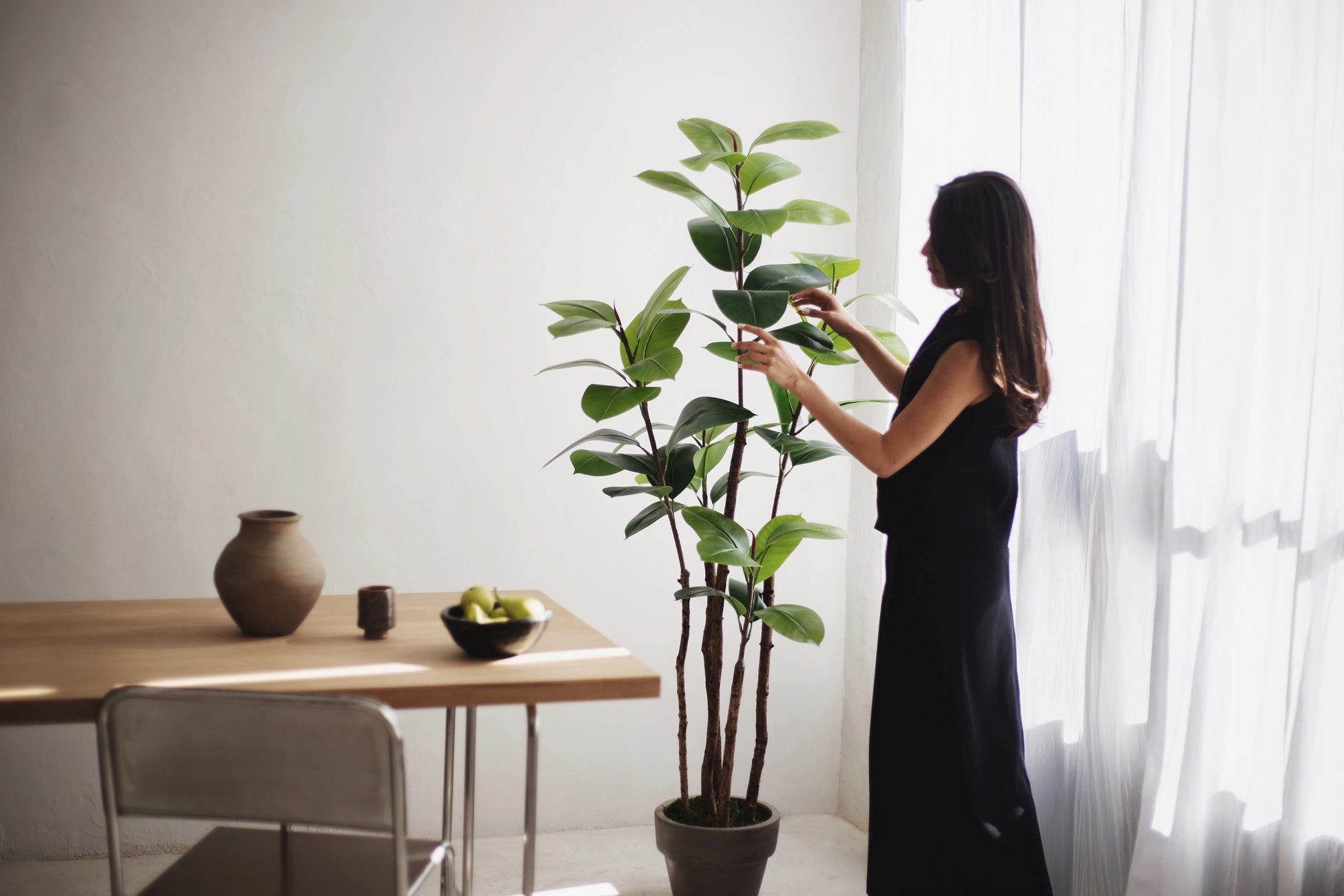 ficus elastica lifestyle