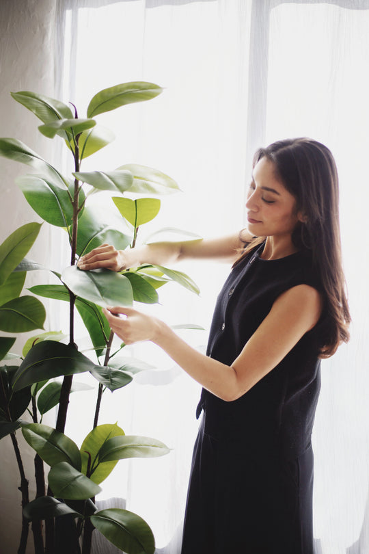 ficus elastica modelo 