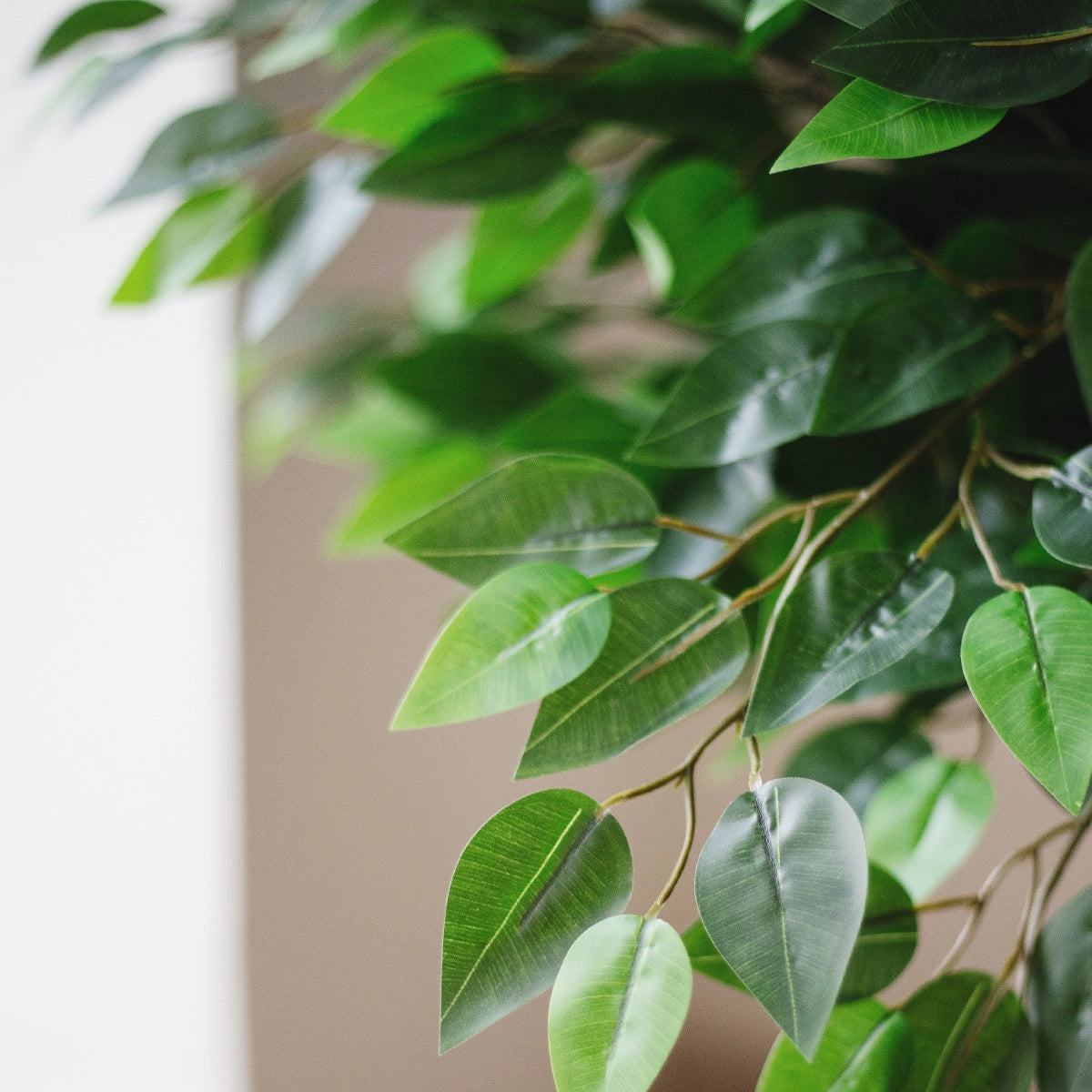 hojas Ficus Artificial Excélsior 180 cm