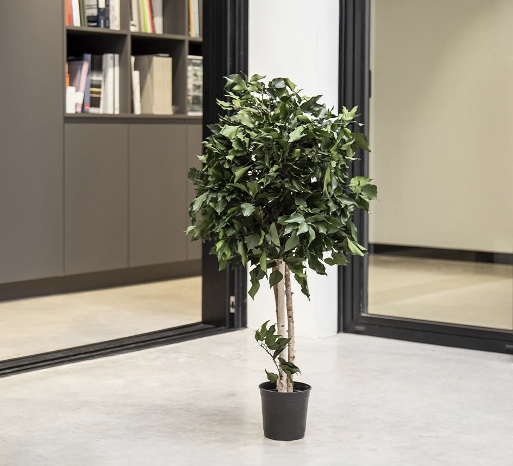 arbol preservado ficus MAIA SHOP