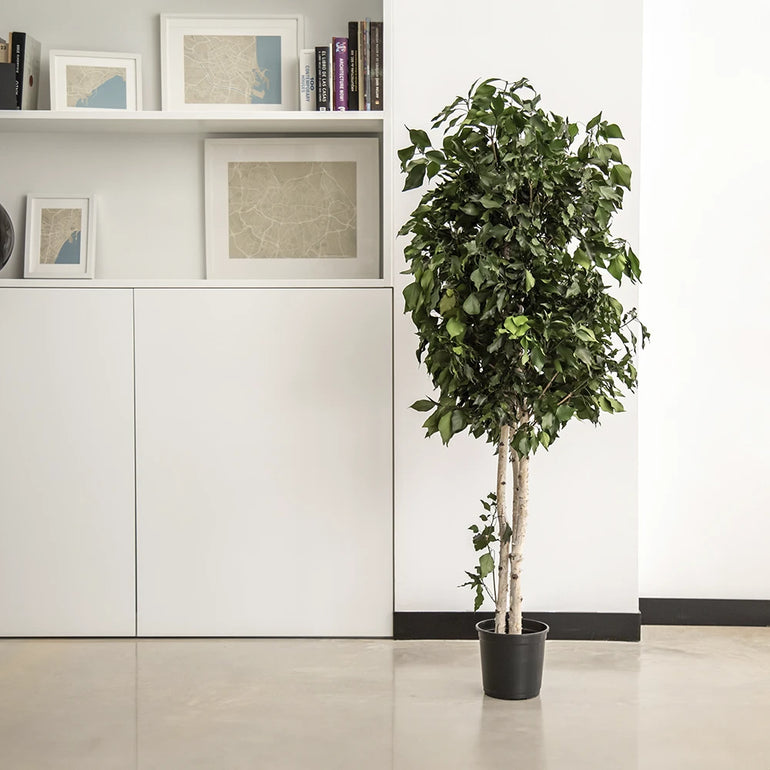 arbol preservado ficus MAIA SHOP