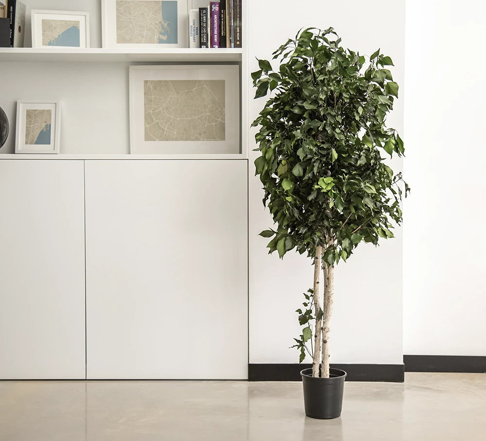 arbol preservado ficus MAIA SHOP