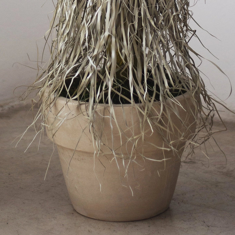 nolina detalle