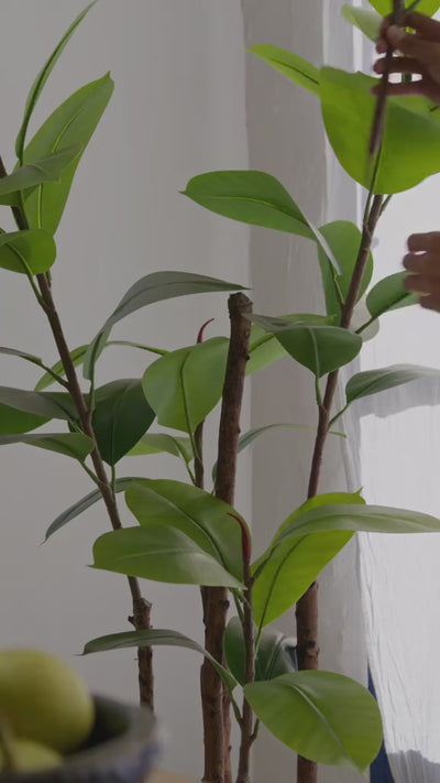 Ficus Elástica MAIA SHOP