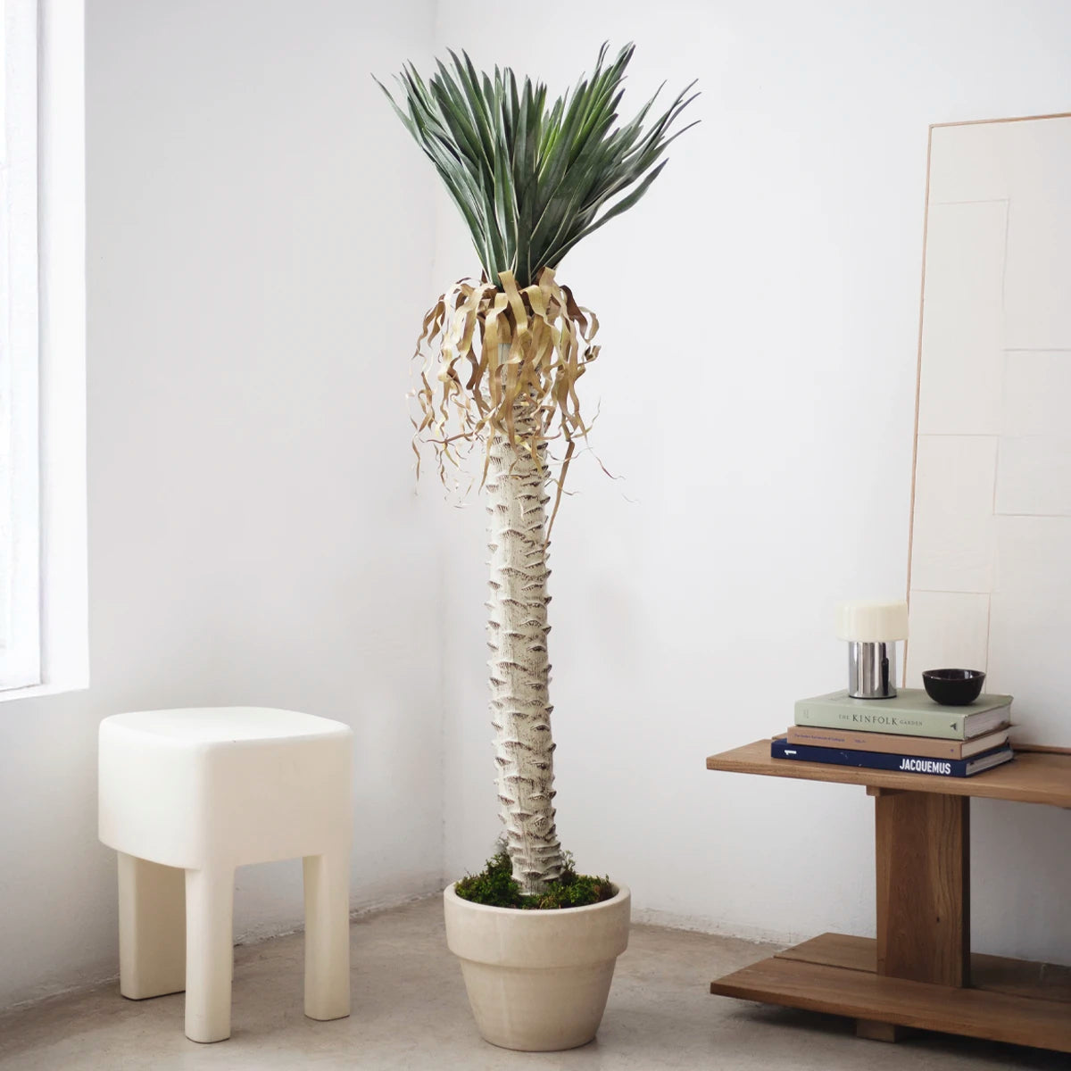 yuca180cm